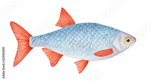Photography Little carp fish watercolour illustration