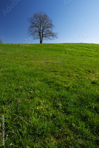 Lonely tree in a meadow