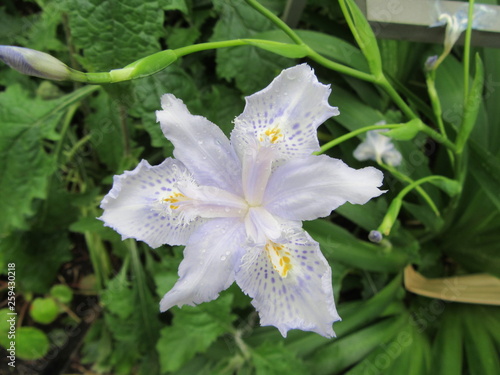 Pale blue iris