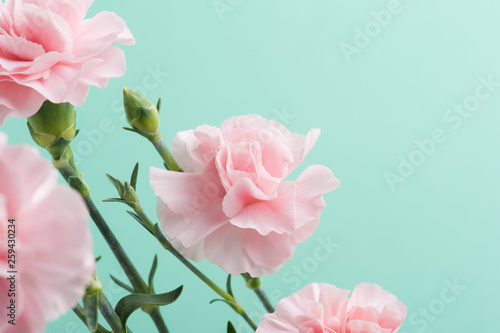 pink carnations on mint green background
