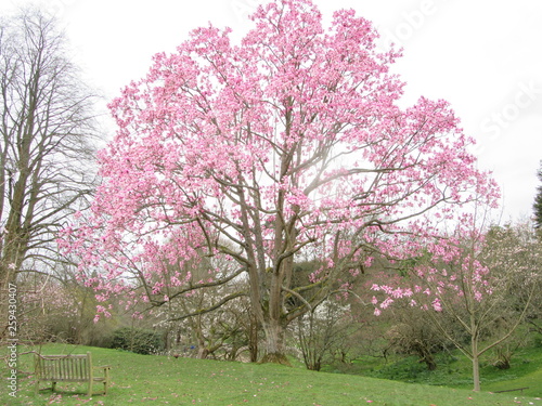 Pink blossom in Spring