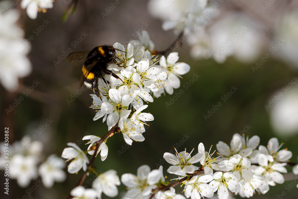 Bumblebee on white blossom before blurred background Bumblebee on white blossom before blurred background