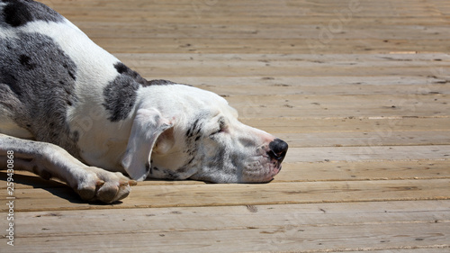 Photography Let sleeping dogs lie