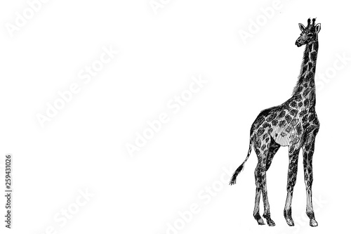 giraffe graphics. Africa. picture