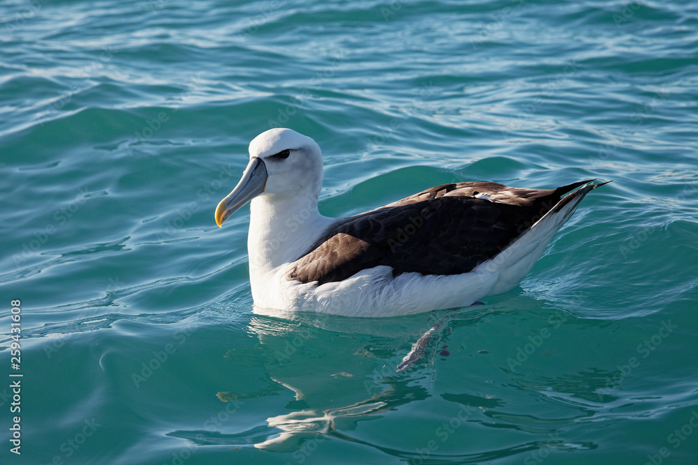 Buller's Albatross, Kaikoura coast, New Zealand. Buller's Albatross, Kaikoura coast, New Zealand.