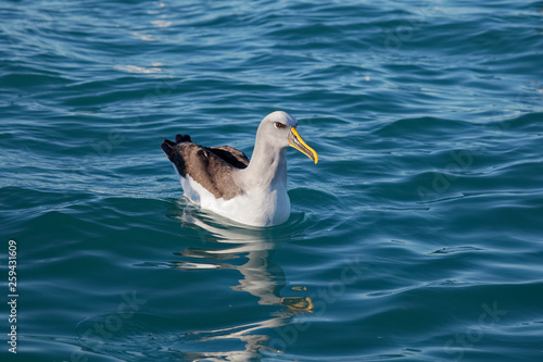 Buller's Albatross, Kaikoura coast, New Zealand. © Gary