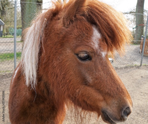 portrait of a horse