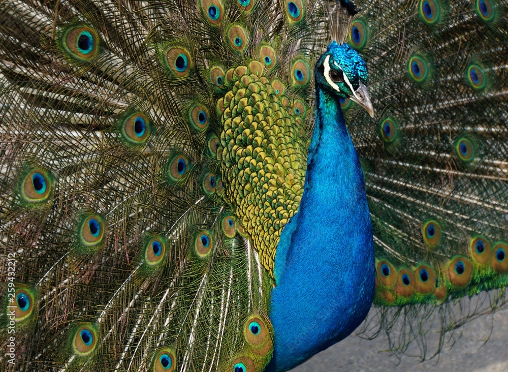 Fototapeta premium peacock with feathers