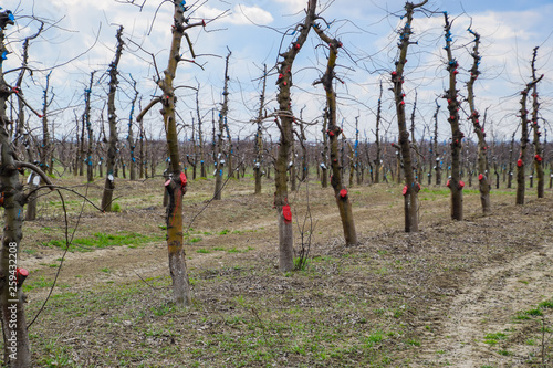 Apple trees in the garden, pruning apple trees photo