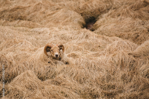 Camouflaged sheep 