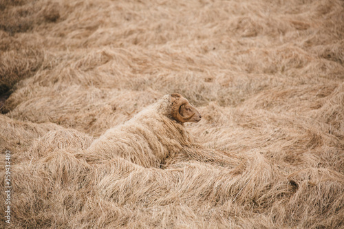 Icelandic sheep