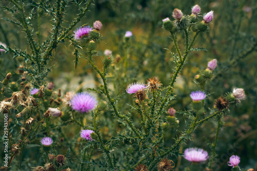 thistle flower close up in the Field photo