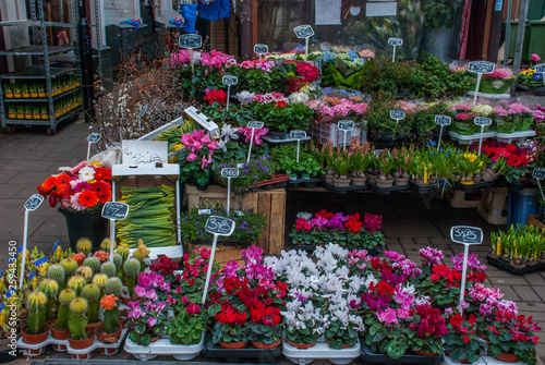 Flowers in a flower shop