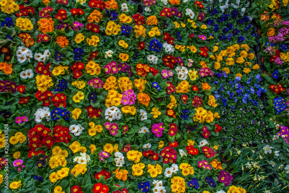 Various color flower background wall