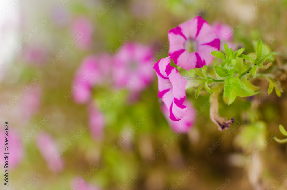 flores moradas flores moradas