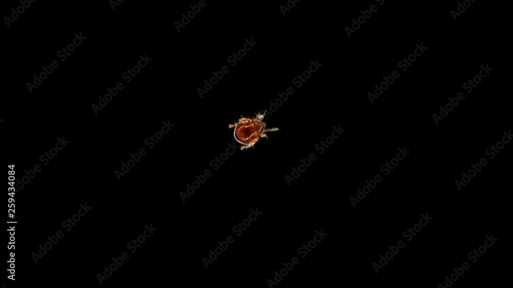 Oribatida crab, are saprosphago, scavengers, some species of predators can be added to the video as if running on something, under a microscope 4K Oribatida crab, are saprosphago, scavengers, some species of predators can be added to the video as if running on something, under a microscope 4K