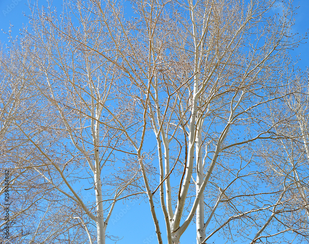 bare aspen trees against blue winter sky bare aspen trees against blue winter sky