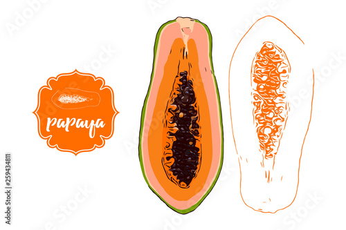 cartoon colorful half papaya and hand drawn sketch half papaya silhouette isolated on white. retro store label badge with text. Business fruit sticker. Tropical delicious illustration for web, print.