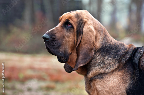 Dog breed bloodhound portrait in autumn park photo