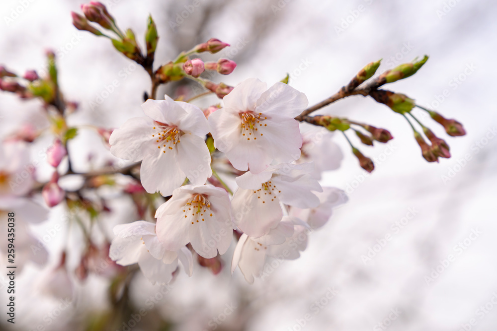 [花]桜（ソメイヨシノ）