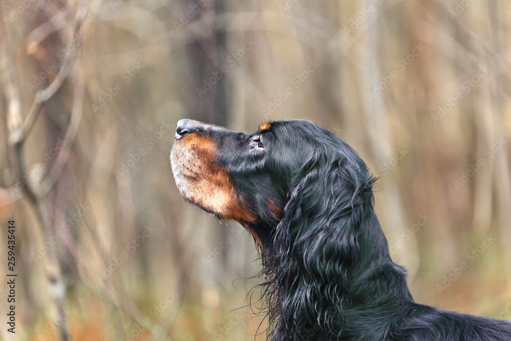 Dog breed Setter Gordonportrait in profile on nature in the forest Dog breed Setter Gordonportrait in profile on nature in the forest