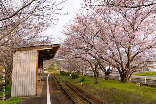 [佐賀県]浦ノ崎駅の桜