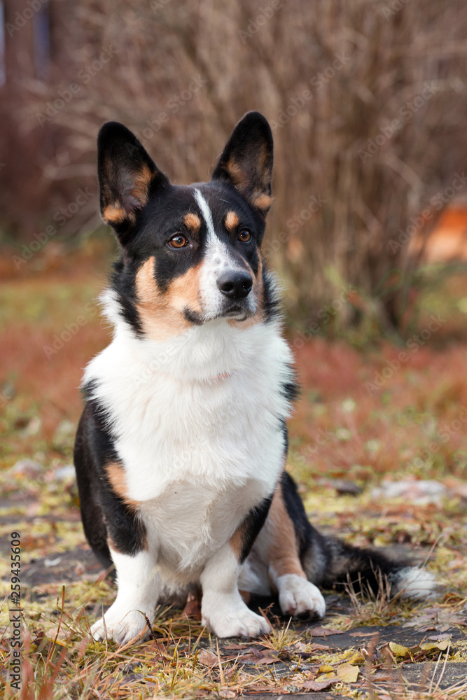Dog breed Welsh Corgi Cardigan portrait on nature