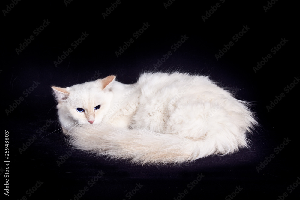 .Fluffy white siberian cat on black background .Fluffy white siberian cat on black background