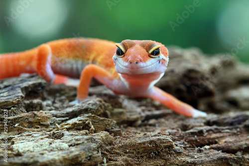 Orange gecko lizard closeup face on wood