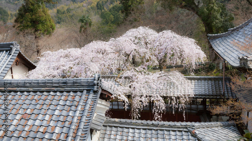 High-angle view of a large cherry tree (Narihirazakura) blooming at the courtyard of Jurinji temple in Kyoto, Japan photo