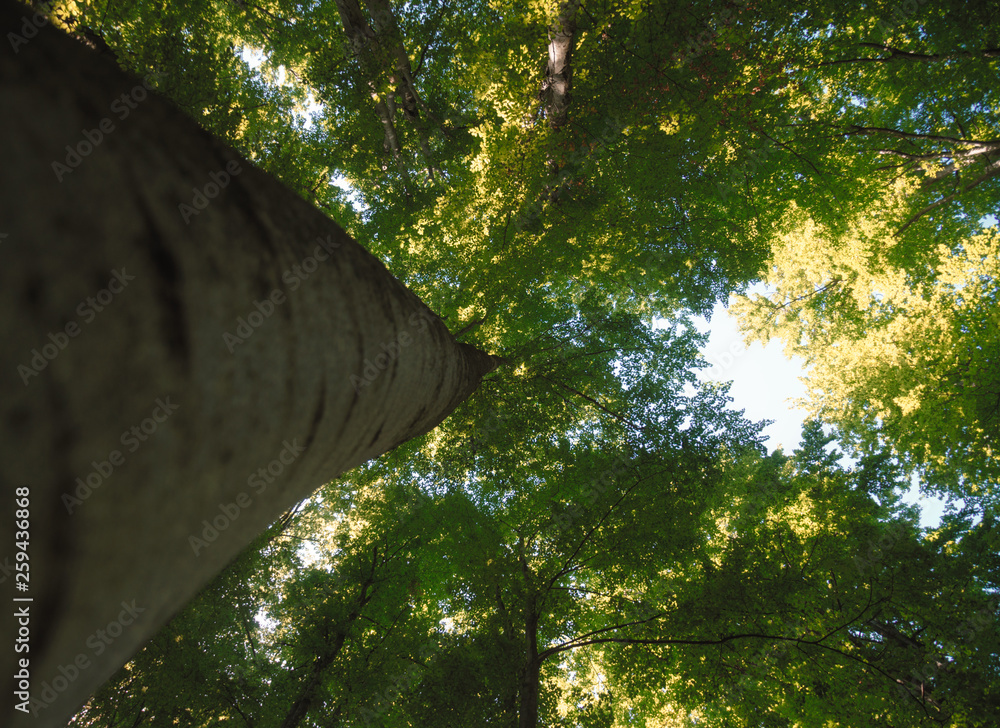 Fototapeta premium tree in forest