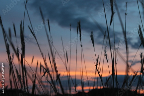 Atardecer y espigas