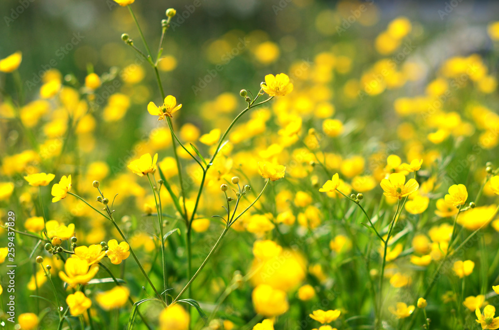 Obraz premium Medicinal plant celandine in the garden. Selective focus photo