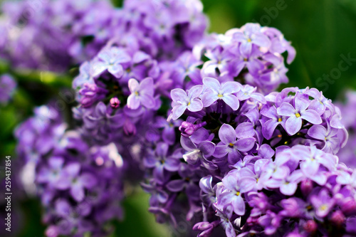 Macro view blooming lilac. Springtime landscape with bunch of violet flowers. Selective focus photo.