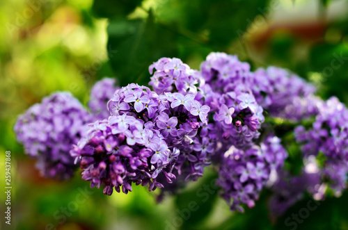 Macro view blooming lilac. Springtime landscape with bunch of violet flowers. Selective focus photo.