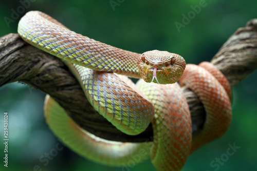 Mangrove pit viper on branch ready to attack