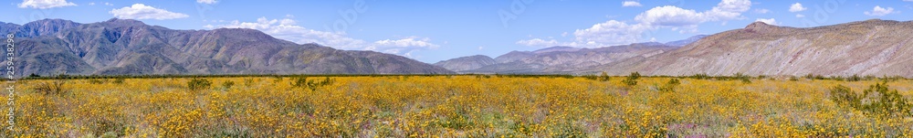 Panoramic view of fields of Desert sunflowers (Geraea canescens) blooming in Anza Borrego Desert State Park during a superbloom, south California