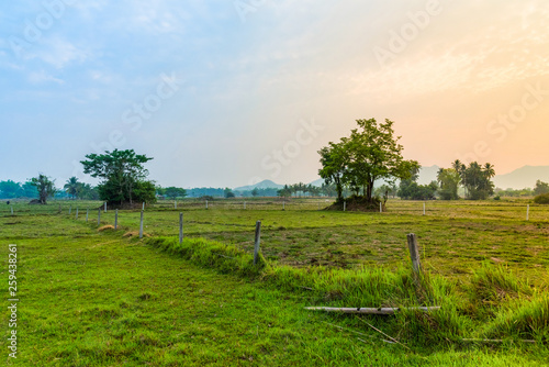 Countryside landscape field and sunrise meadow with tree farm agriculture