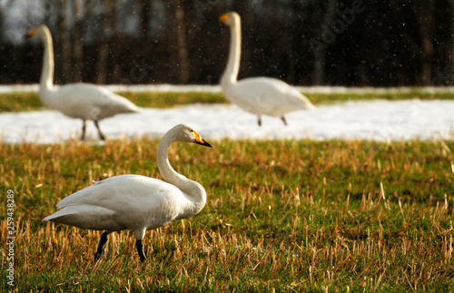 Whooper swans  Cygnus cygnus  grazing and resting on the field after spring migration in Finland. 