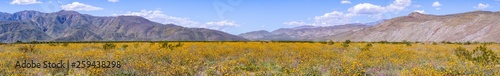 Panoramic view of fields of Desert sunflowers (Geraea canescens) blooming in Anza Borrego Desert State Park during a superbloom, south California