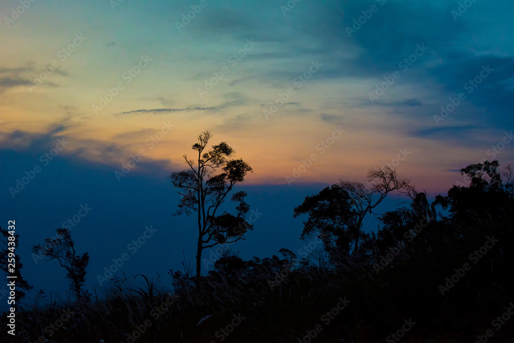 Silhouette tree sunset or sunrise on mountain with yellow blue sky background Silhouette tree sunset or sunrise on mountain with yellow blue sky background