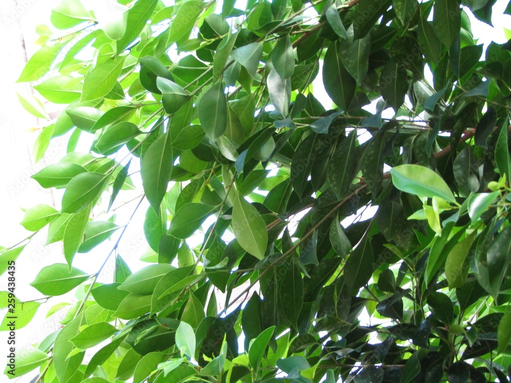 MATORRAL DE HOJAS VERDES A CONTRALUZ, follaje, hojas, naturaleza, árbol, primavera, fresco, huerta, blanco, verano, hierba, nativo, flora, verduras, organica, botánica, MATORRAL DE HOJAS VERDES A CONTRALUZ, follaje, hojas, naturaleza, árbol, primavera, fresco, huerta, blanco, verano, hierba, nativo, flora, verduras, organica, botánica,