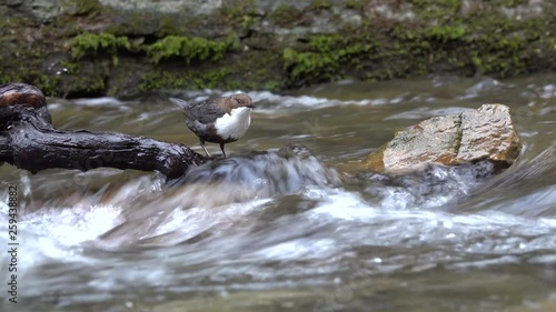 Wasseramsel, White-throated Dipper (Cinclus cinclus) photo