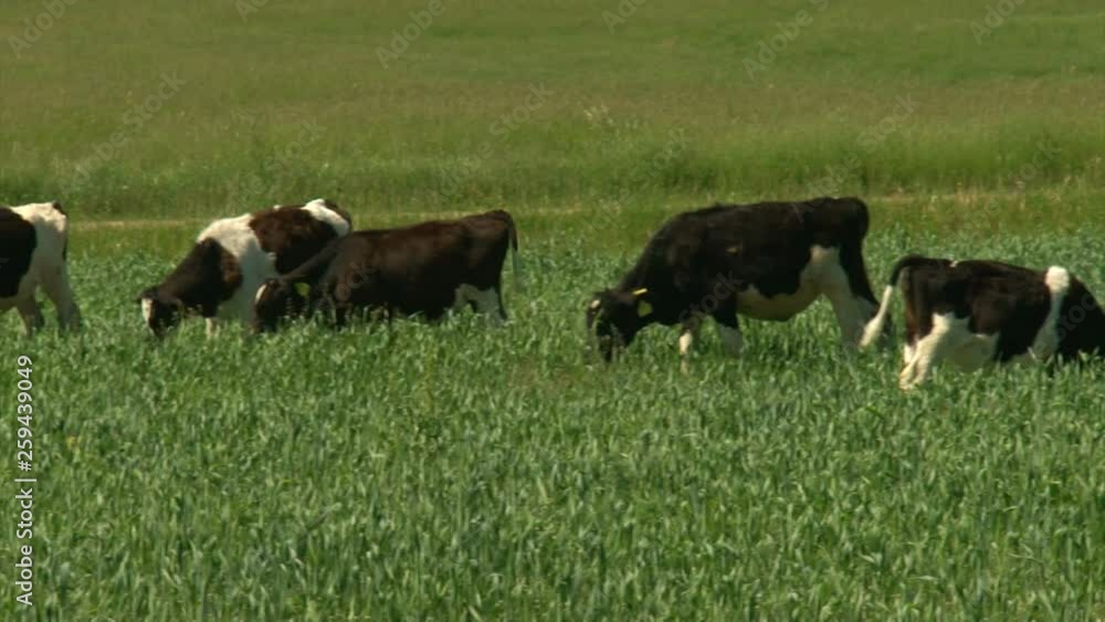 Cows graze among the green grass in the meadow. milk production. development of agriculture. Pan shot Cows graze among the green grass in the meadow. milk production. development of agriculture. Pan shot