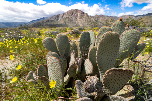 Prickly Pear Cactus in a field of yellow wildflowers in Anza Borrego Desert State Park in California during spring super bloom photo