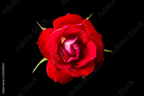 top and close up view of red rose on pink