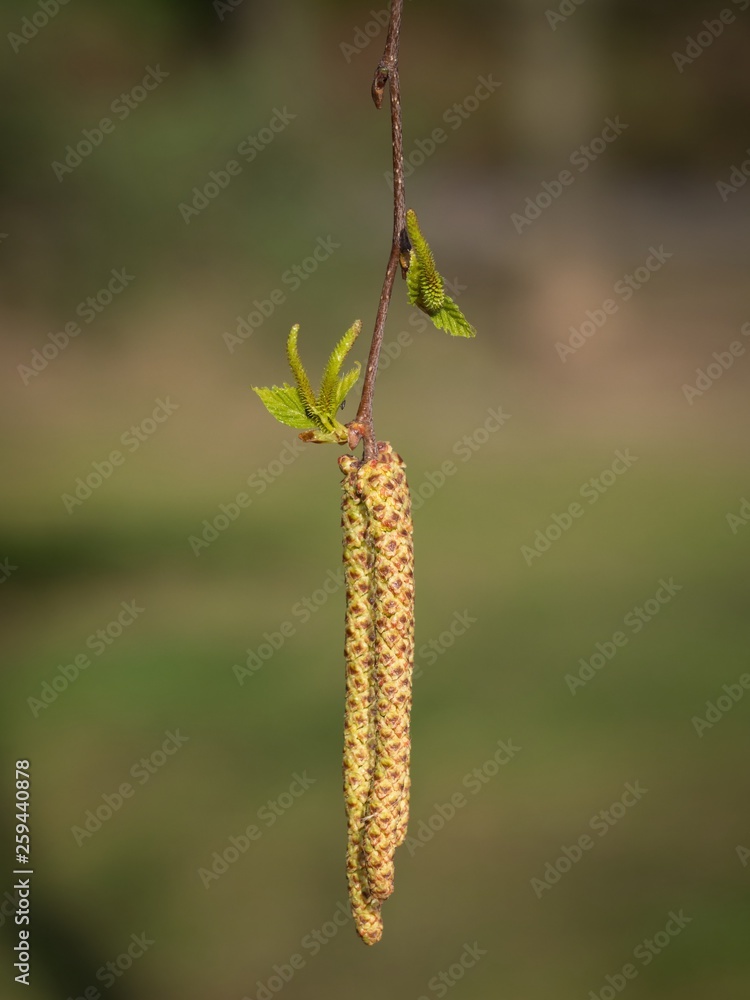 Birch tree with buds Birch tree with buds