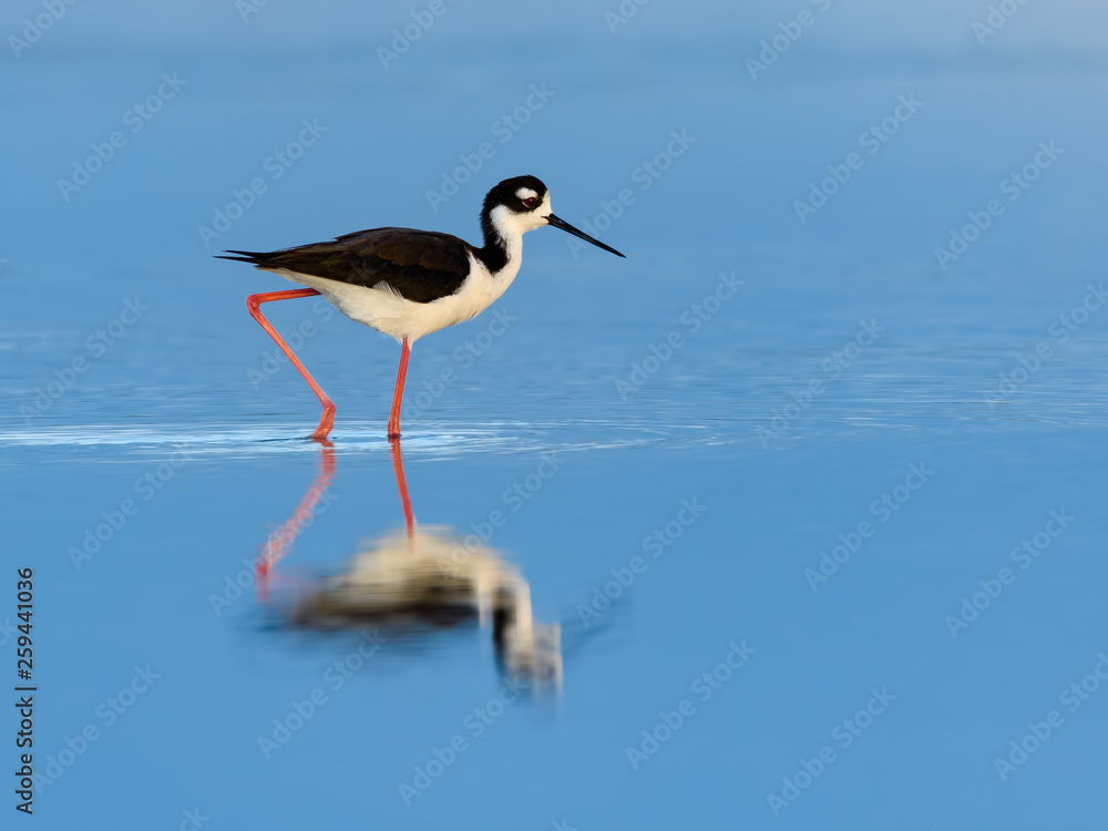 Black-necked Stilt with Reflection Foraging on the Pond with Blue Water Black-necked Stilt with Reflection Foraging on the Pond with Blue Water