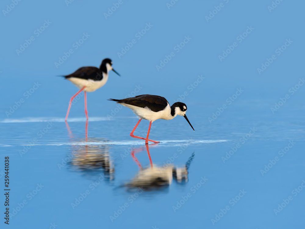 Black-necked Stilts with Reflection Foraging on the Pond with Blue Water Black-necked Stilts with Reflection Foraging on the Pond with Blue Water