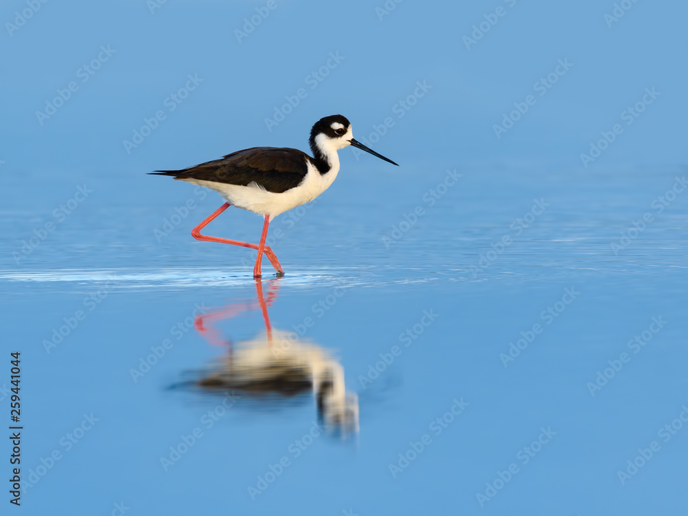 Black-necked Stilt with Reflection Foraging on the Pond with Blue Water Black-necked Stilt with Reflection Foraging on the Pond with Blue Water